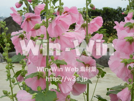 タチアオイの写真素材 W-012135