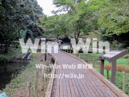 東高根森林公園。の写真素材 W-013038