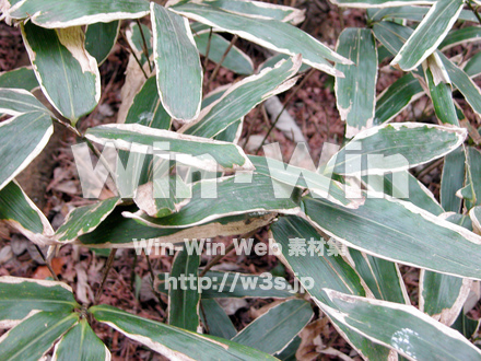 熊笹の写真素材 W-012684