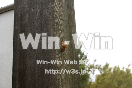 蝉の抜け殻の写真素材 W-012643