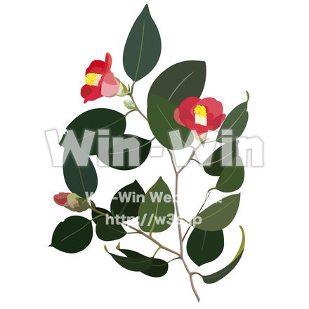 椿のCG・イラスト素材 W-013908