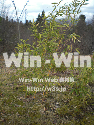 樹木の写真素材 W-012181