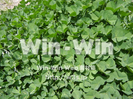 クローバーの写真素材 W-012032