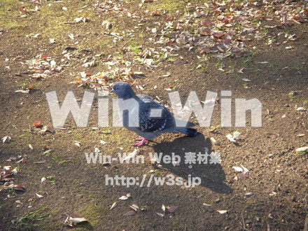 平和記念公園　52の写真素材 W-012768