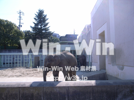 ゾウの写真素材 W-013208