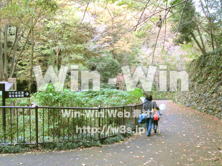 東高根森林公園。の写真素材 W-013016