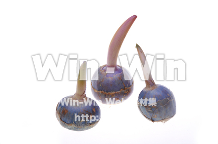 くわいの写真素材 W-012977