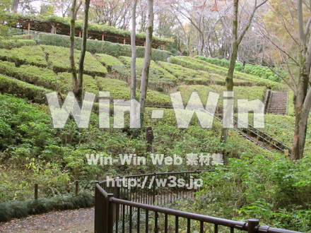 東高根森林公園。の写真素材 W-013018