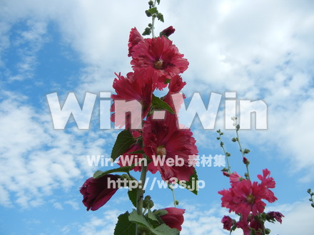 タチアオイの写真素材 W-012132