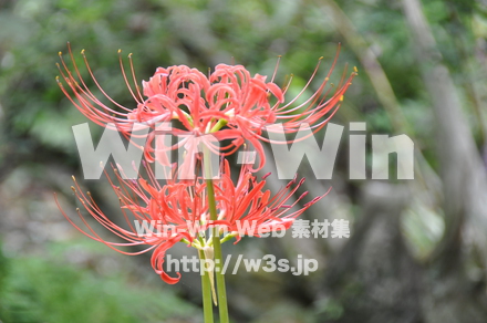 彼岸花ですの写真素材 W-012639