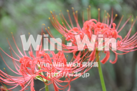 彼岸花ですの写真素材 W-012638