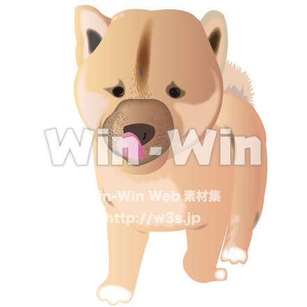 柴犬のCG・イラスト素材 W-013886