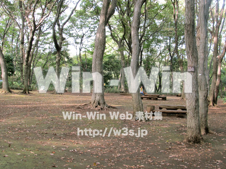 東高根森林公園。の写真素材 W-013015
