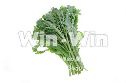 春菊の写真素材 W-012999