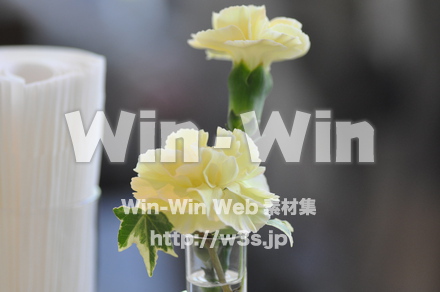 カーネーションの写真素材 W-012259