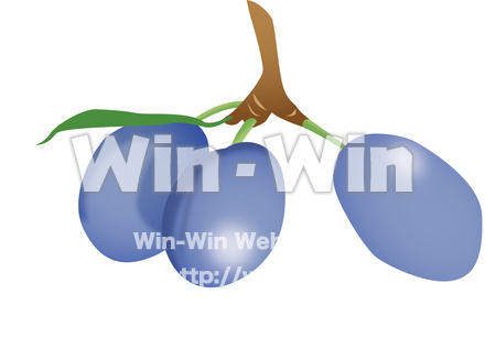 プルーンのCG・イラスト素材 W-013728