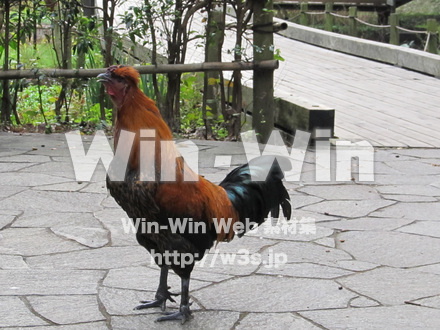 東高根森林公園。の写真素材 W-013043