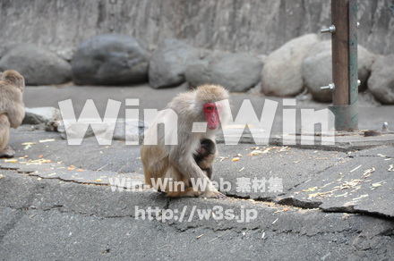 ニホンザルの写真素材 W-013212