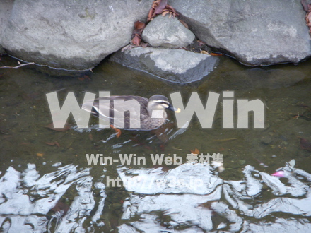 平和記念公園　17の写真素材 W-012733