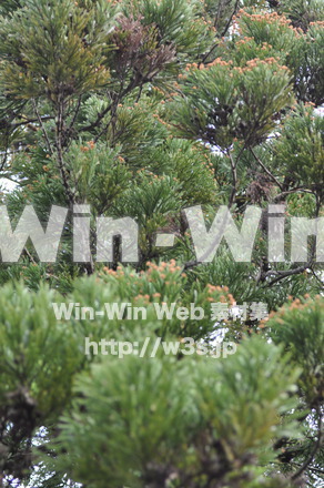 杉の写真素材 W-012191