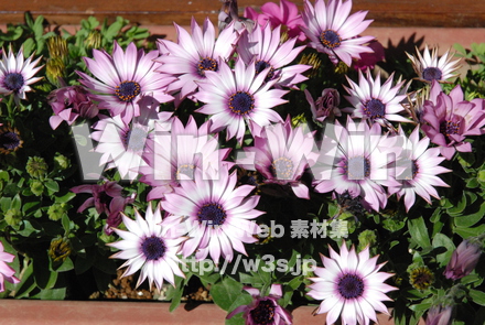 不明な花の写真素材 W-012041