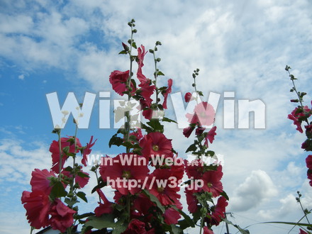 タチアオイの写真素材 W-012133