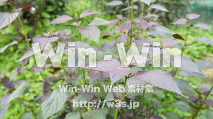 しその葉の写真素材 W-015312