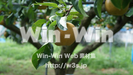 多摩川梨　幸水の写真素材 W-015307