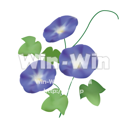 朝顔のCG・イラスト素材 W-014405
