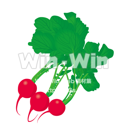 ラデッシュのCG・イラスト素材 W-015931