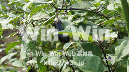 なす畑の写真素材 W-015389