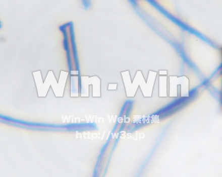 繊維の顕微鏡撮影の写真素材 W-015414