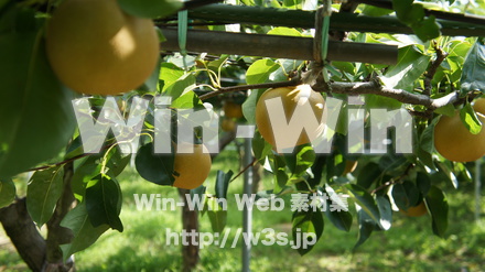 多摩川梨　幸水の写真素材 W-015306