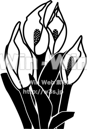 水芭蕉のシルエット素材 W-014678