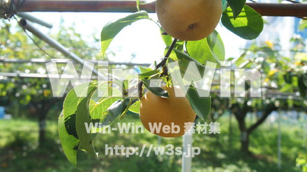 多摩川梨　幸水の写真素材 W-015311