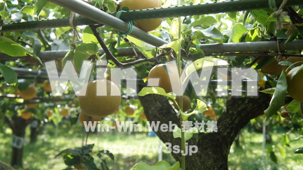 多摩川梨　幸水の写真素材 W-015299