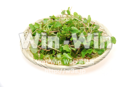 蕎麦新芽の写真素材 W-014972