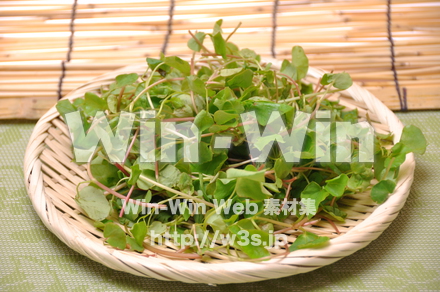 蕎麦新芽の写真素材 W-014970