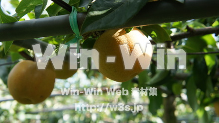 玉川梨　幸水の写真素材 W-015301