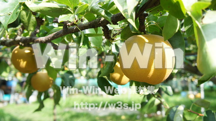 多摩川梨　幸水の写真素材 W-015310