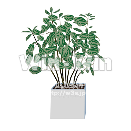 観葉植物のCG・イラスト素材 W-015622