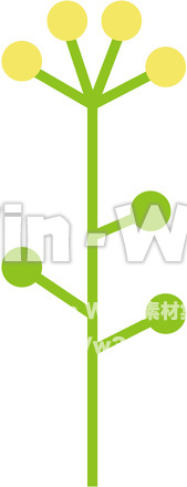 菜の花のCG・イラスト素材 W-014473