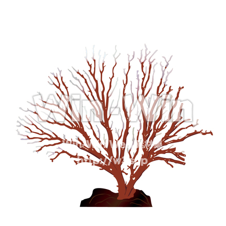 珊瑚のCG・イラスト素材 W-015636