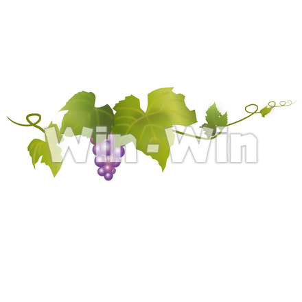 ぶどうのCG・イラスト素材 W-015171
