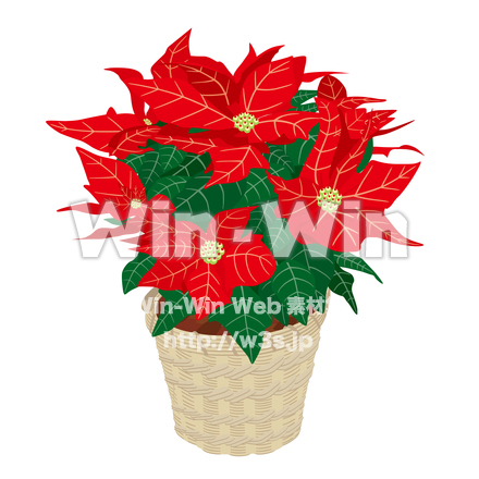 ポインセチアのCG・イラスト素材 W-015930
