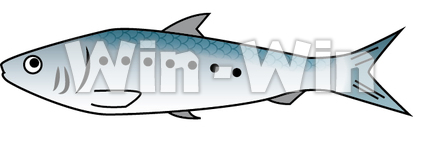 真いわしのCG・イラスト素材 W-015473