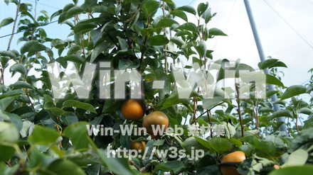 多摩川梨　幸水の写真素材 W-015313