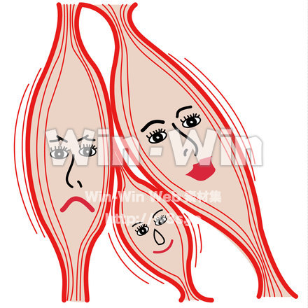 筋肉のCG・イラスト素材 W-015324