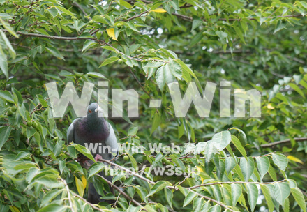 鳩の写真素材 W-015377