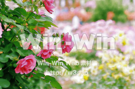 バラ園のCG・イラスト素材 W-014253